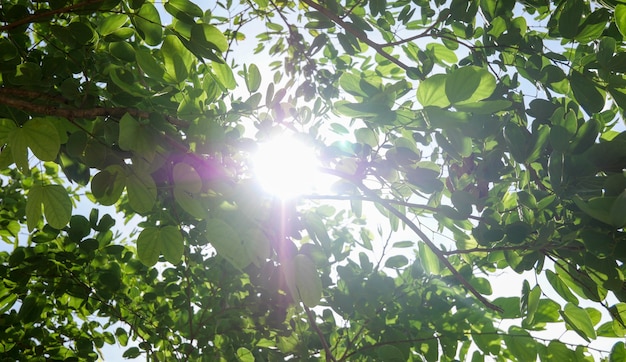 Green leaves closeup, framing the forest background and the sun casting its warm gold rays through the foliage