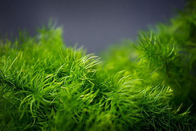 Green Leaves. Closeup and Selective Focus of Small Fern in front of the grey Wall