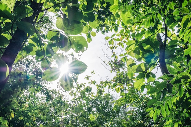 Green leaves covered with sunlight in forest