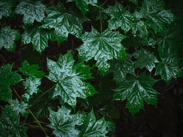 Green leaves on a dark background. The natural texture of the leaves.