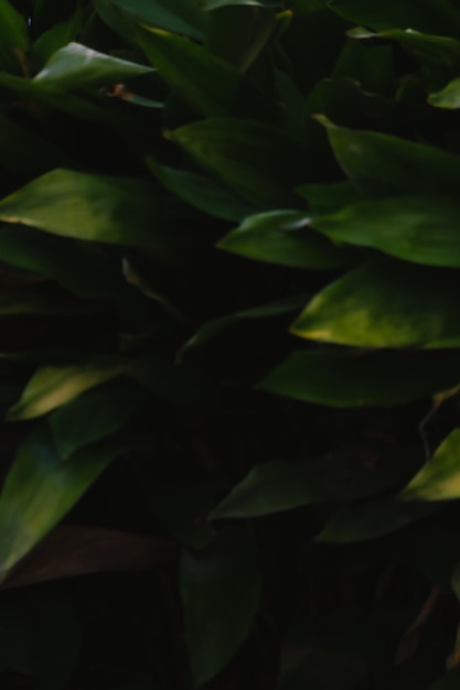 Green leaves in the dark on blurred background