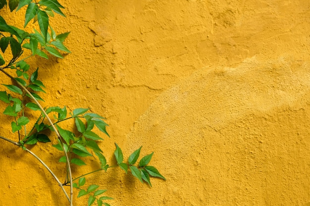 Green leaves decorating on yellow wall in the old town of Marbel