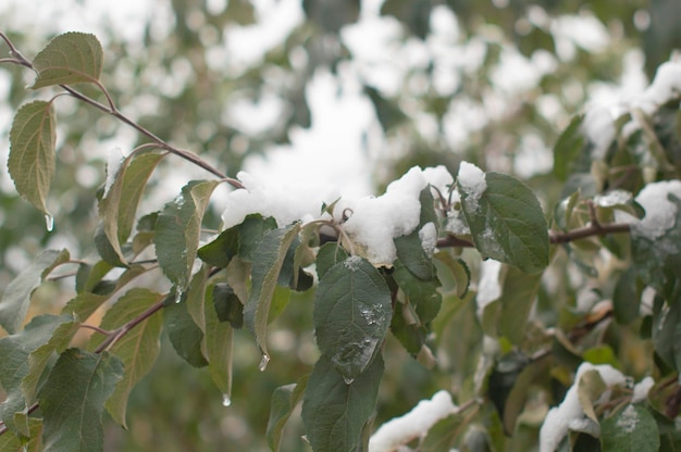 Green leaves dusted with snow Plants covered with snow frost