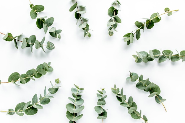 Green leaves eucalyptus on white background flat lay top view