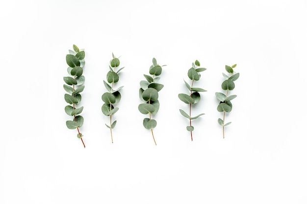 Green leaves eucalyptus on white background flat lay top view