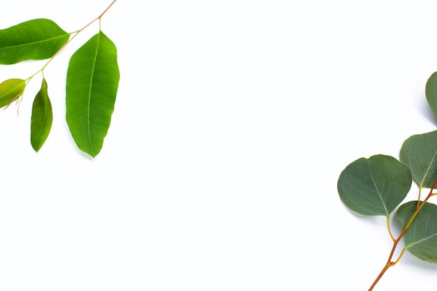 Green leaves of eucalyptus on white