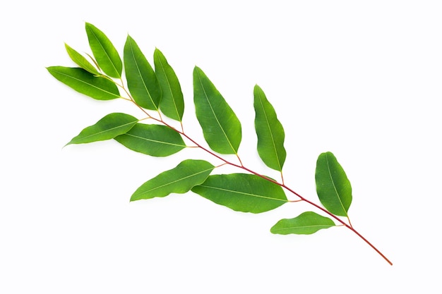 Green leaves of eucalyptus on white