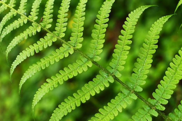 Green leaves fern close up