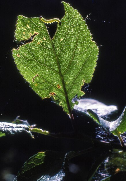 Green leaves flora and foliage