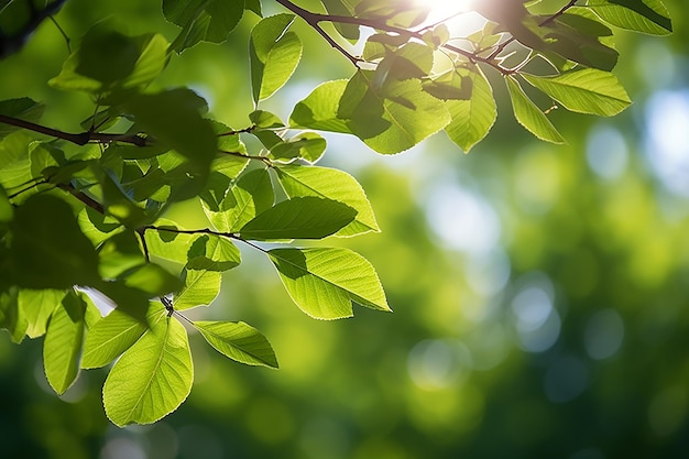 Green Leaves on Forest Garden Nature Environment with Sunlight in Bright Day