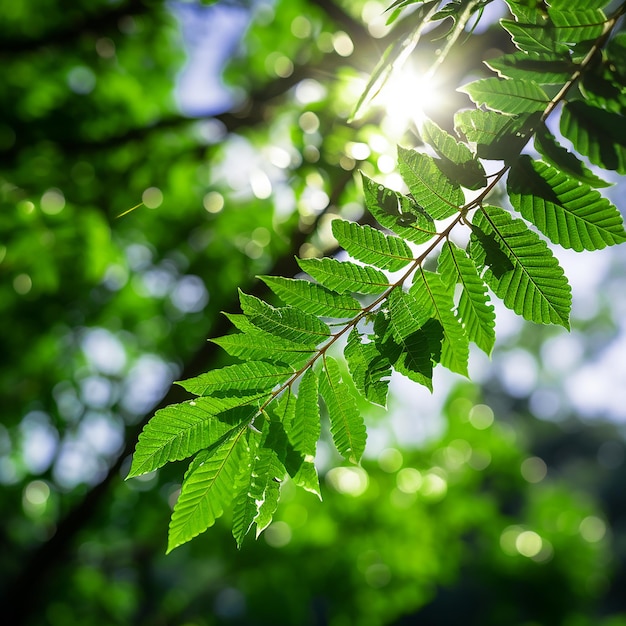 Green Leaves on Forest Nature Environment with Sun Shines Through Tree Foliage in Bright Day