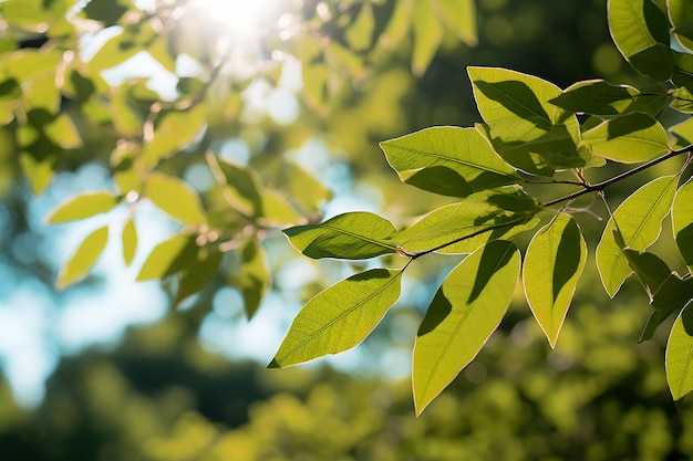 Green Leaves on Forest Nature Environment with Sun Shines Through Tree Foliage in Bright Sky