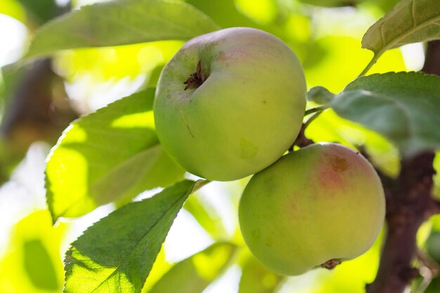 Green leaves and fruits of an apple tree against a blue sky