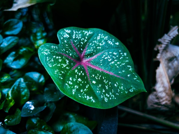 Green leaves in the garden background Green leaves texture background Natural background