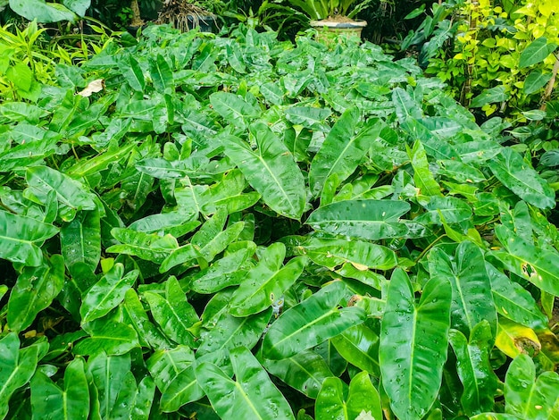 Green leaves in the garden background