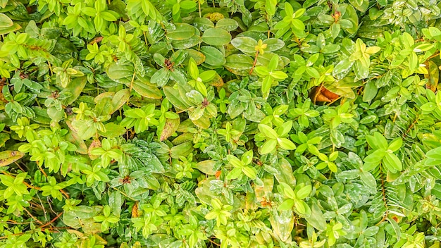 Green leaves in the garden with dew.