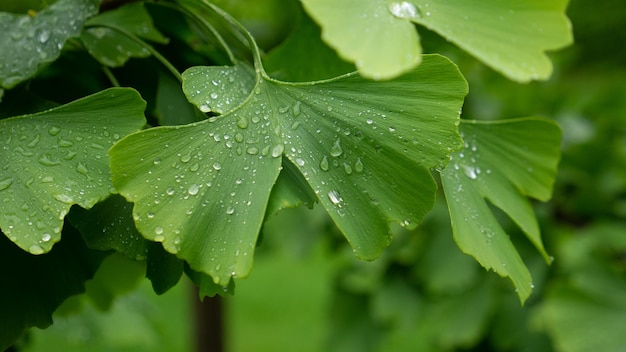 Green leaves gingko biloba for background and textures.