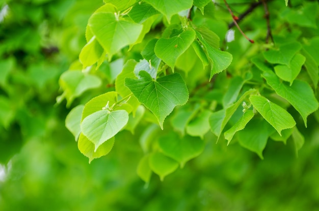 Green leaves on the green backgrounds