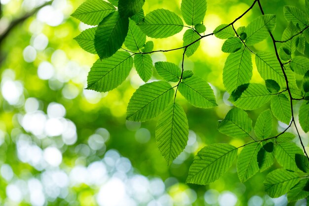 Green leaves on the green backgrounds