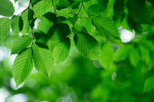 Green leaves on the green backgrounds