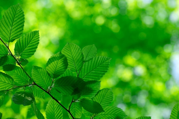 Green leaves on the green backgrounds