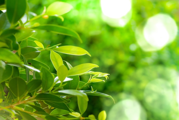 Green leaves green bokeh background in sunny day