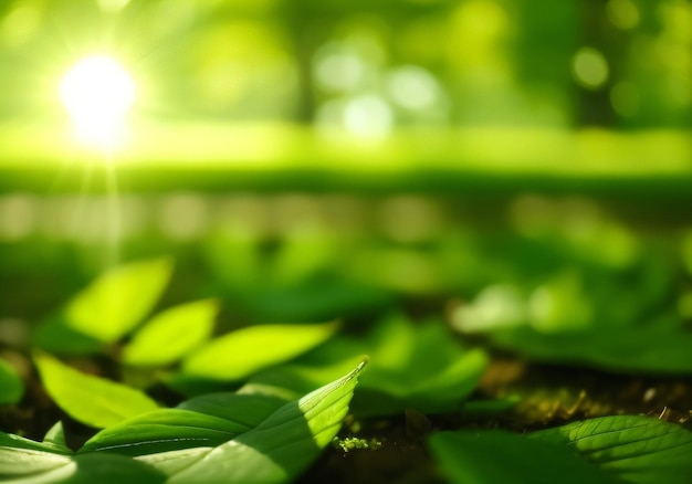 Green leaves on the ground with the sun shining on it