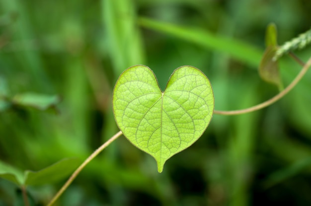 Green leaves heart shape