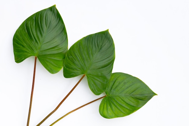 Green leaves of homalomena rubescens