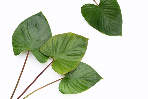 Green leaves of homalomena rubescens