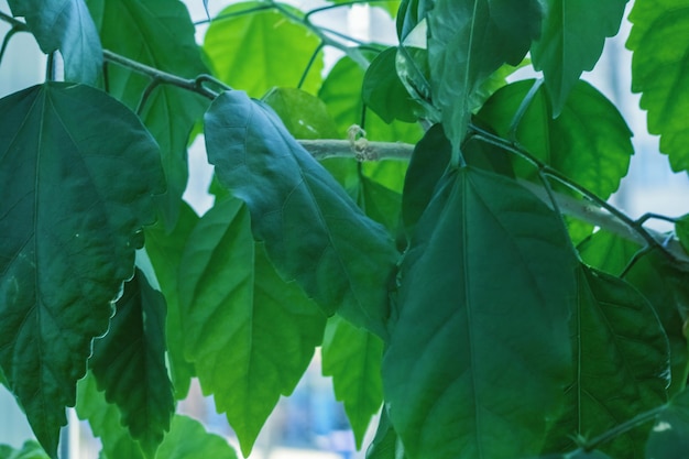 Green leaves of home plant close up