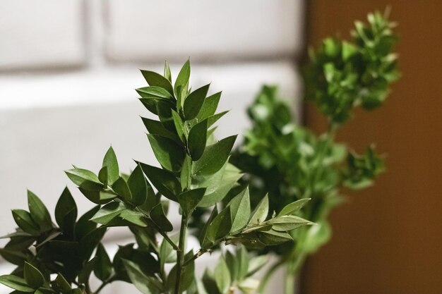 Green leaves of a home plant closeup