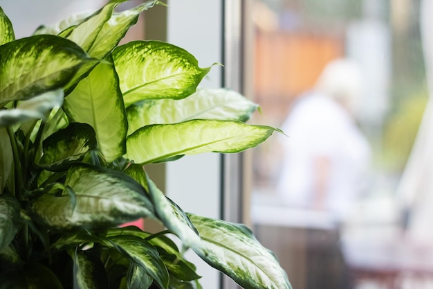 Green leaves of a home plant on a window background