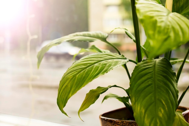 Green leaves of home plant on windowsill