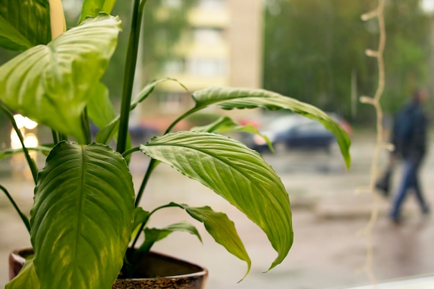 Green leaves of home plant on windowsill