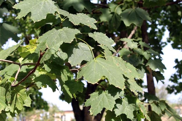 Green leaves illuminated by sunlight.