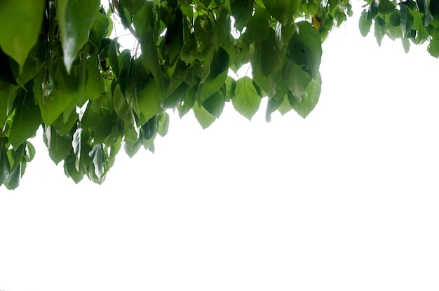 Green leaves isolated