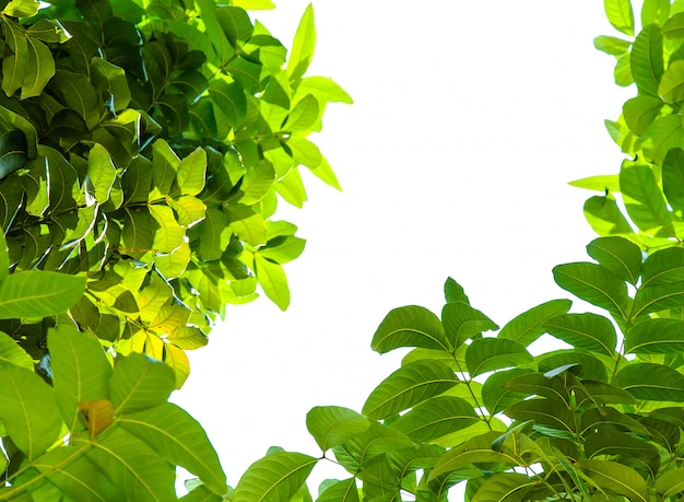 Green leaves isolated