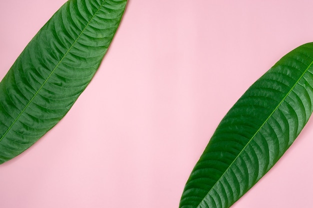 Green leaves on light pink background