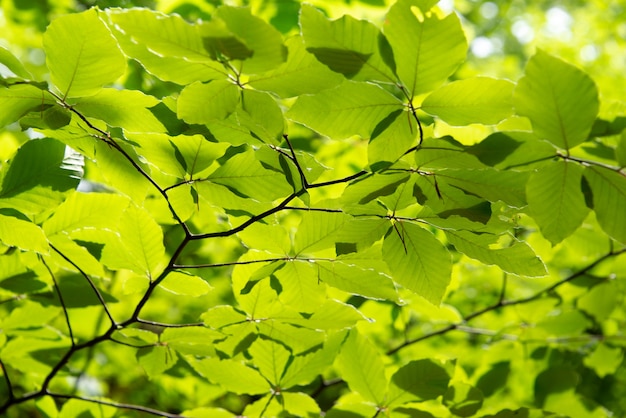 Green leaves lightened by the spring sun. Nature background.