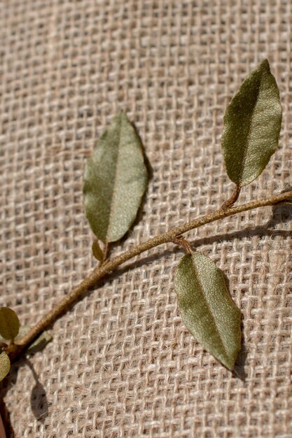 Green leaves on linen canvas