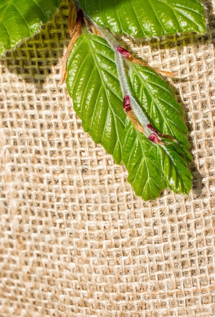 Green leaves on linen canvas