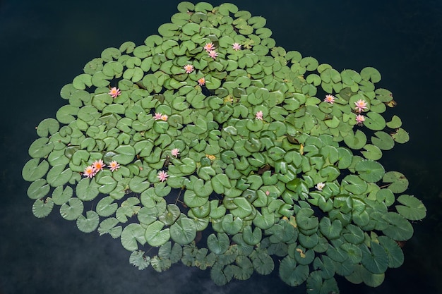 Green leaves and lotus flowers in the pond on the water