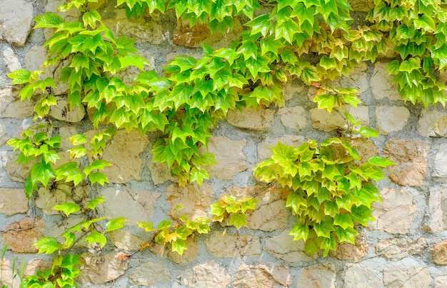 Green leaves of the maiden grape creeper on the stone wall background