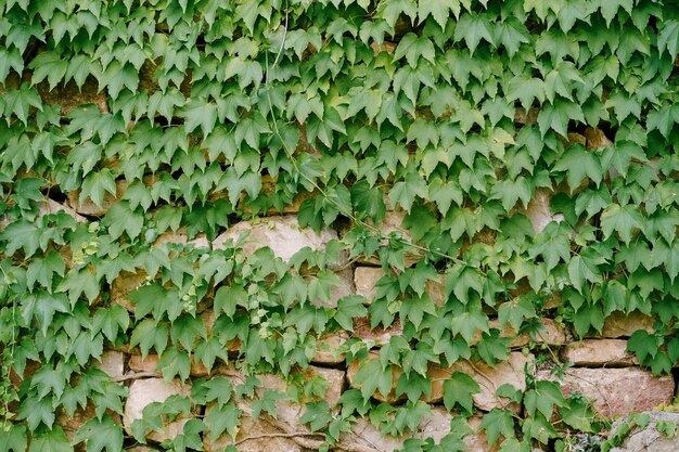 Green leaves of maiden grapes