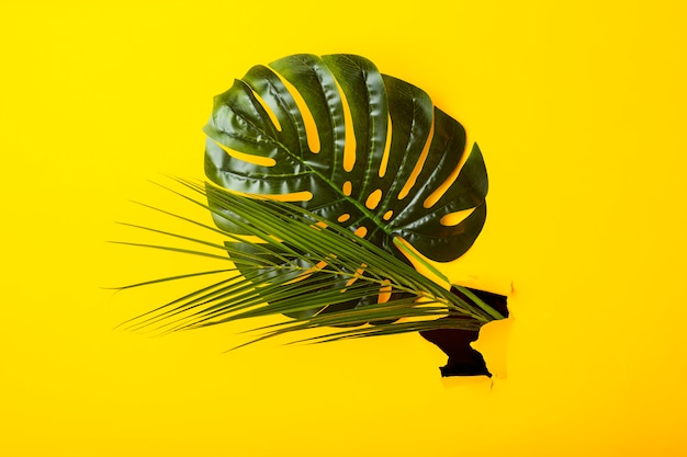 green leaves of monstera and palm trees in a hole of torn cardboard yellow surface