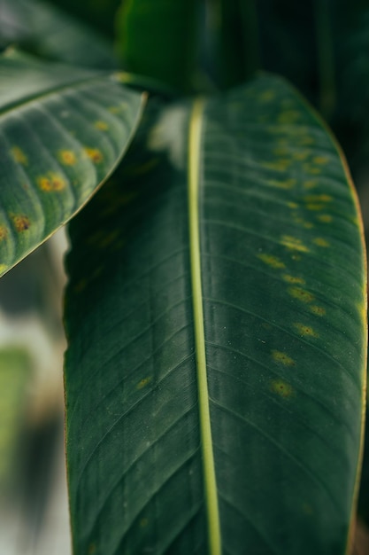 Green leaves of Monstera plant growing in wild the tropical forest plant leaves in the botanical garden