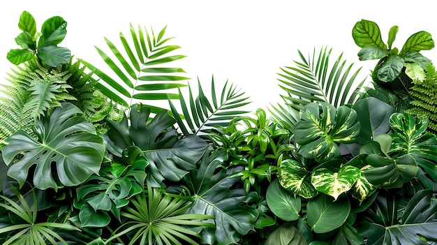 Green Leaves of Monstera tropical plant bush