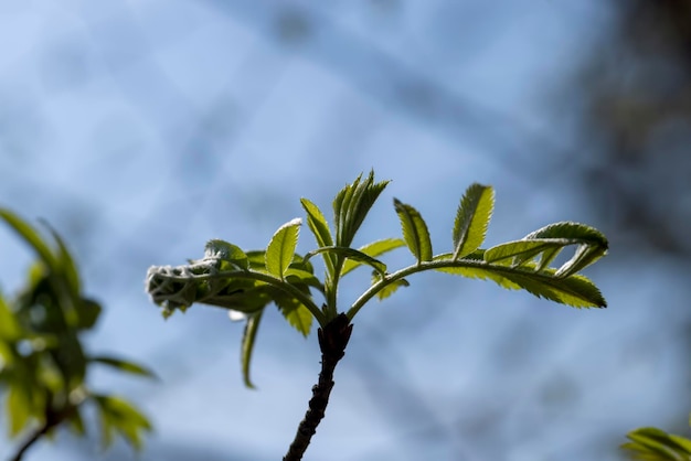 green leaves of mountain ash during spring small fastgrowing green foliage on mountain ash in sunny weather