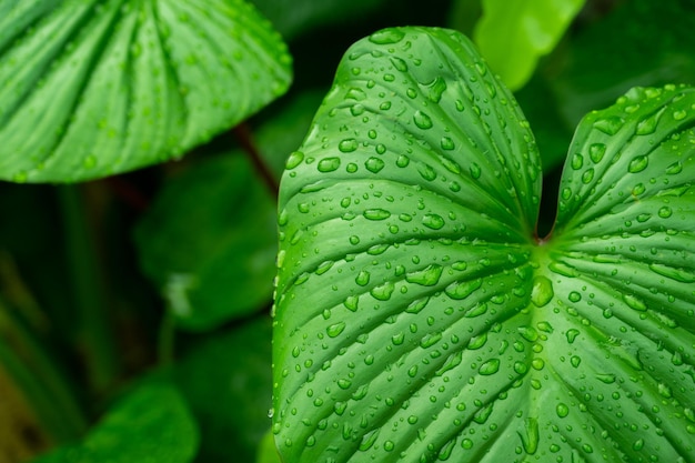 Green leaves natural background wallpaper texture of leaf leaves with space for text